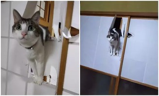 日式紙門(mén)對(duì)喵星人的誘惑有多大 第2486期